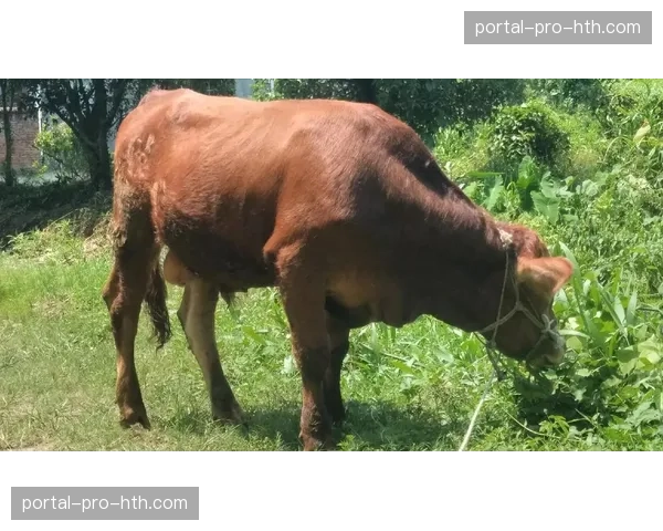 赛前最后一练开放，记者观察到公牛队重点加练了底角三分以惩罚联防